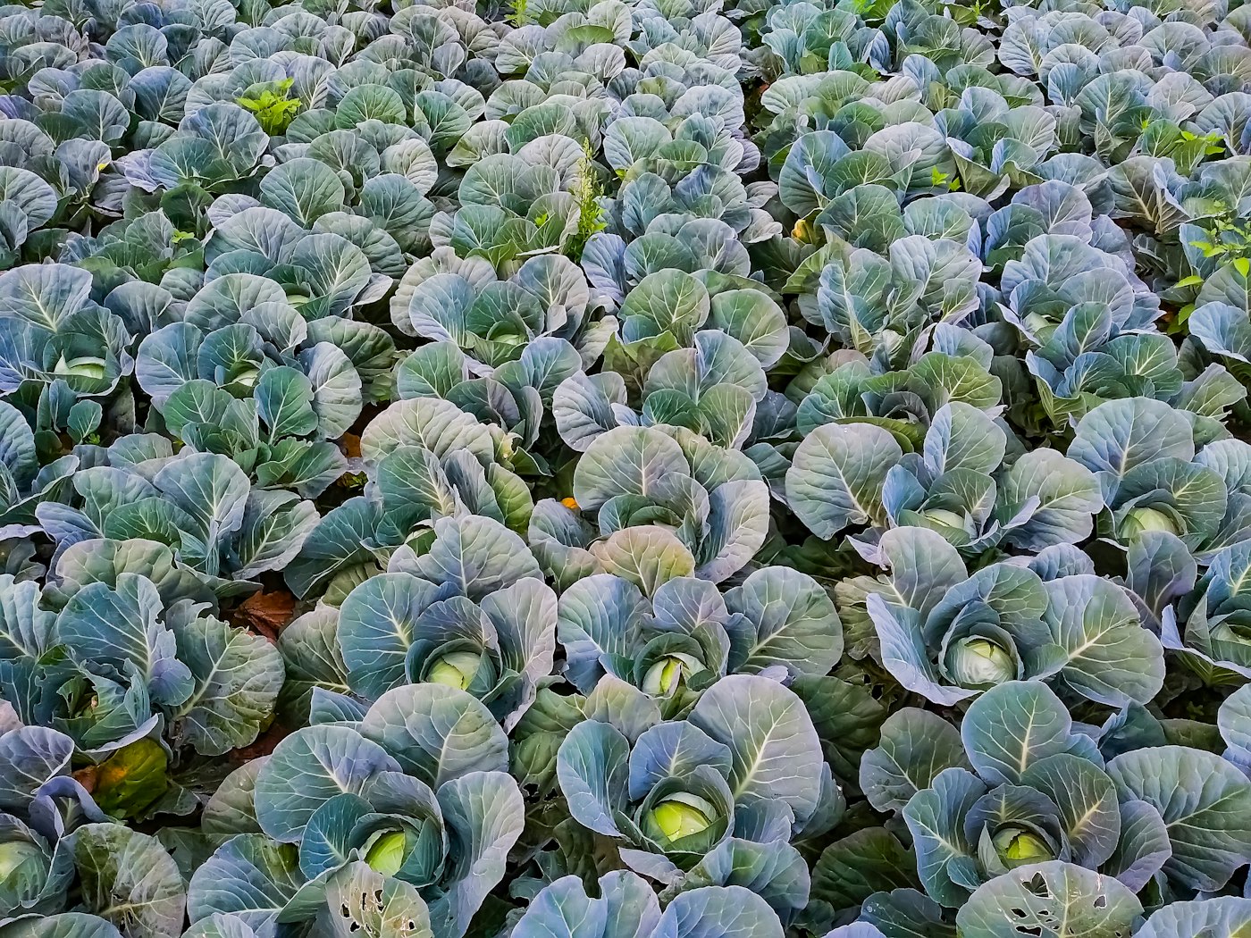 Campo denso de brásica con las hojas de color glauco