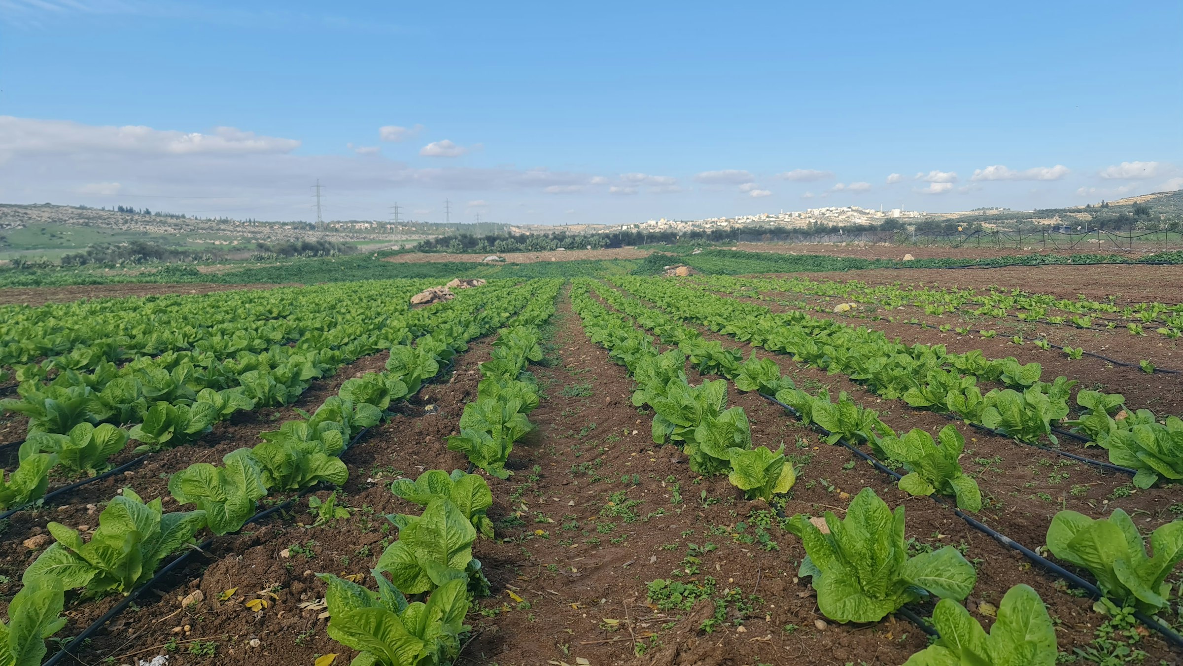 Líneas de lechuga sobre tierra roja con riego por goteo, con las sierras del interior al fondo
